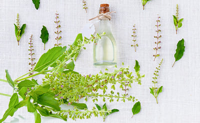 Holy Basil Essential Oil